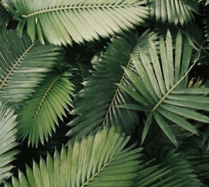 palm leaves